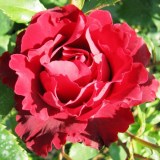 Хоммаж Барбара_0x160 Любимый сад